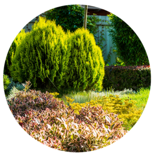 Shrubs